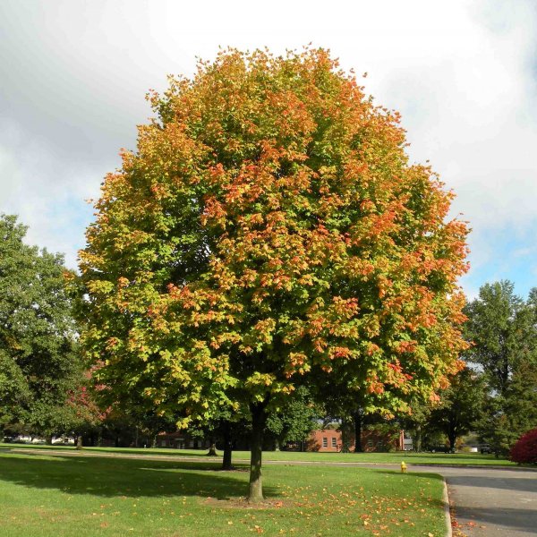 Buy Shantung Maple (Acer Truncatum) 10+ seeds online :: Seeds ...