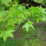 Shantung Maple (Acer Truncatum) 10 seeds