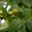 Shellbark Hickory (Carya Laciniosa) 2 seeds