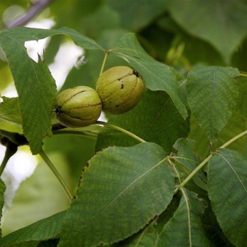 Shellbark Hickory (Carya Laciniosa) 1 seeds