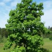 Shellbark Hickory (Carya Laciniosa) 1 seeds