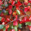 Shiny Cotoneaster (Cotoneaster Lucidus) 5 seeds