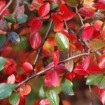 Shiny Cotoneaster (Cotoneaster Lucidus) 20 seeds