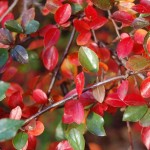 Shiny Cotoneaster (Cotoneaster Lucidus) 5 seeds