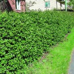 Shiny Cotoneaster (Cotoneaster Lucidus) 5 seeds