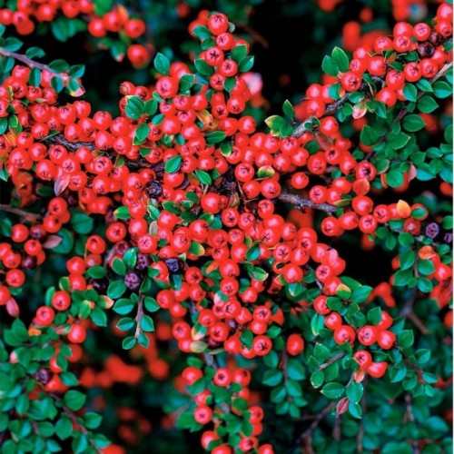 Shiny Cotoneaster (Cotoneaster Lucidus) 5 seeds
