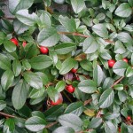 Shiny Cotoneaster (Cotoneaster Lucidus) 10 seeds