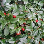 Shiny Cotoneaster (Cotoneaster Lucidus) 5 seeds