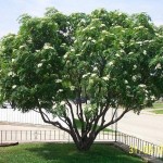 Showy Mountain Ash (Sorbus Decora) 5 seeds