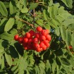 Showy Mountain Ash (Sorbus Decora) 5 seeds