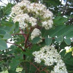 Showy Mountain Ash (Sorbus Decora) 5 seeds