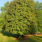 Showy Mountain Ash (Sorbus Decora) 10 seeds