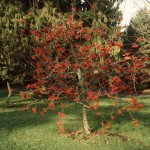 Showy Mountain Ash (Sorbus Decora) 10 seeds