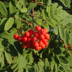 Showy Mountain Ash (Sorbus Decora) 20 seeds