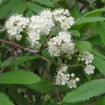 Showy Mountain Ash (Sorbus Decora) 20 seeds