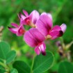 Shruby Lespedeza (Lespedeza Bicolor) 10 seeds