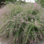 Shruby Lespedeza (Lespedeza Bicolor) 50 seeds