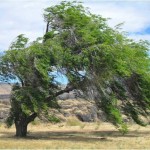 Siberian Elm (Ulmus Pumila) 50 seeds