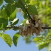 Siberian Elm (Ulmus Pumila) 1000 seeds