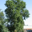 Siberian Elm (Ulmus Pumila) 50 seeds