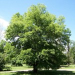 Siberian Elm (Ulmus Pumila) 100 seeds