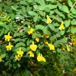 Siberian Pea Tree (Caragana Arborescens) 30 seeds