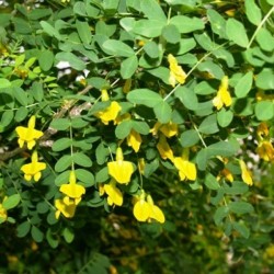 Siberian Pea Tree (Caragana Arborescens) 10 seeds