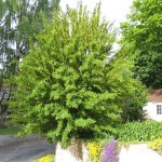 Siberian Pea Tree (Caragana Arborescens) 30 seeds