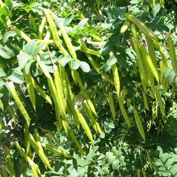 fresh Seeds Caragana arborescens/Siberian Pea Tree 20