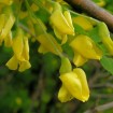 Siberian Pea Tree (Caragana Arborescens) 10 seeds