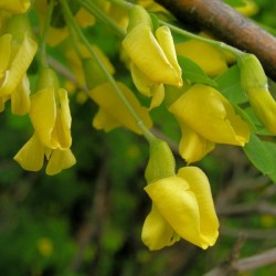 Siberian Pea Tree (Caragana Arborescens) 20 seeds