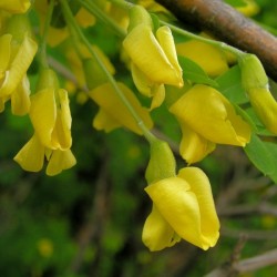 Siberian Pea Tree (Caragana Arborescens) 30 seeds