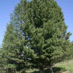 Siberian Pine (Pinus Cembra Sibirica) 10 seeds