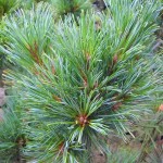 Siberian Pine (Pinus Cembra Sibirica) 10 seeds