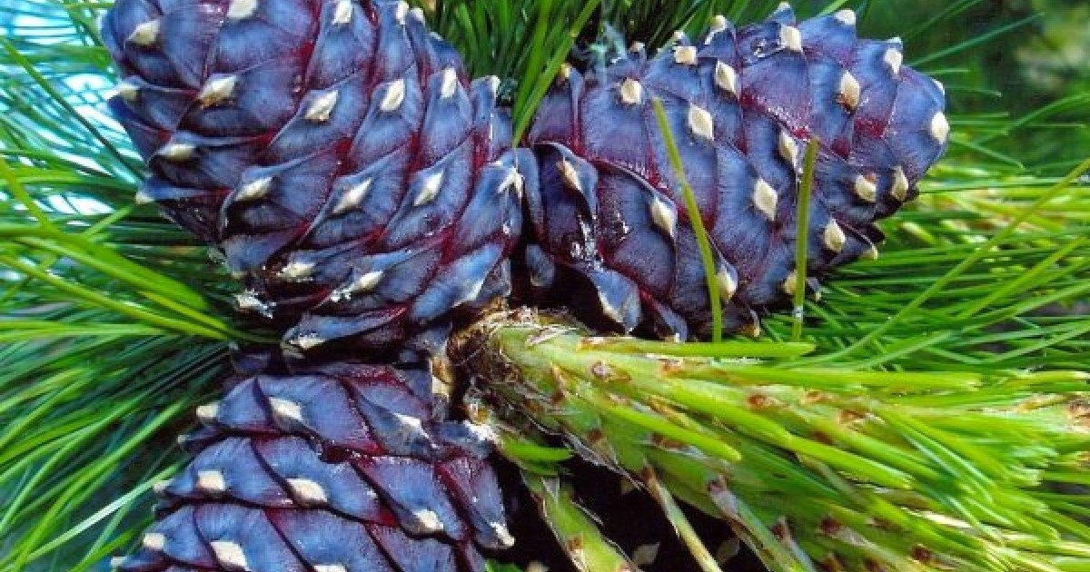 Buy Siberian Pine (Pinus Cembra) 5+ seeds online :: Seeds :: HobbySeeds ...