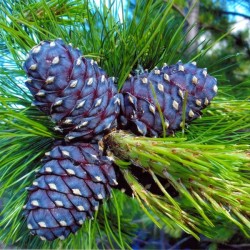 RUSSIAN CEDAR Pinus Cembra SEEDS 10 