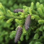Siberian Spruce (Picea Obovata) 10 seeds
