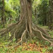 Silk Cotton Tree (Ceiba Pentandra) 10 seeds