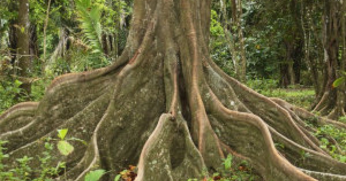 SILK COTTON TREE Ceiba Pentandra 10 SEEDS