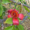 Silk Cotton Tree (Ceiba Pentandra) 20 seeds