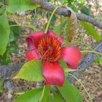 Silk Cotton Tree (Ceiba Pentandra) 20 seeds