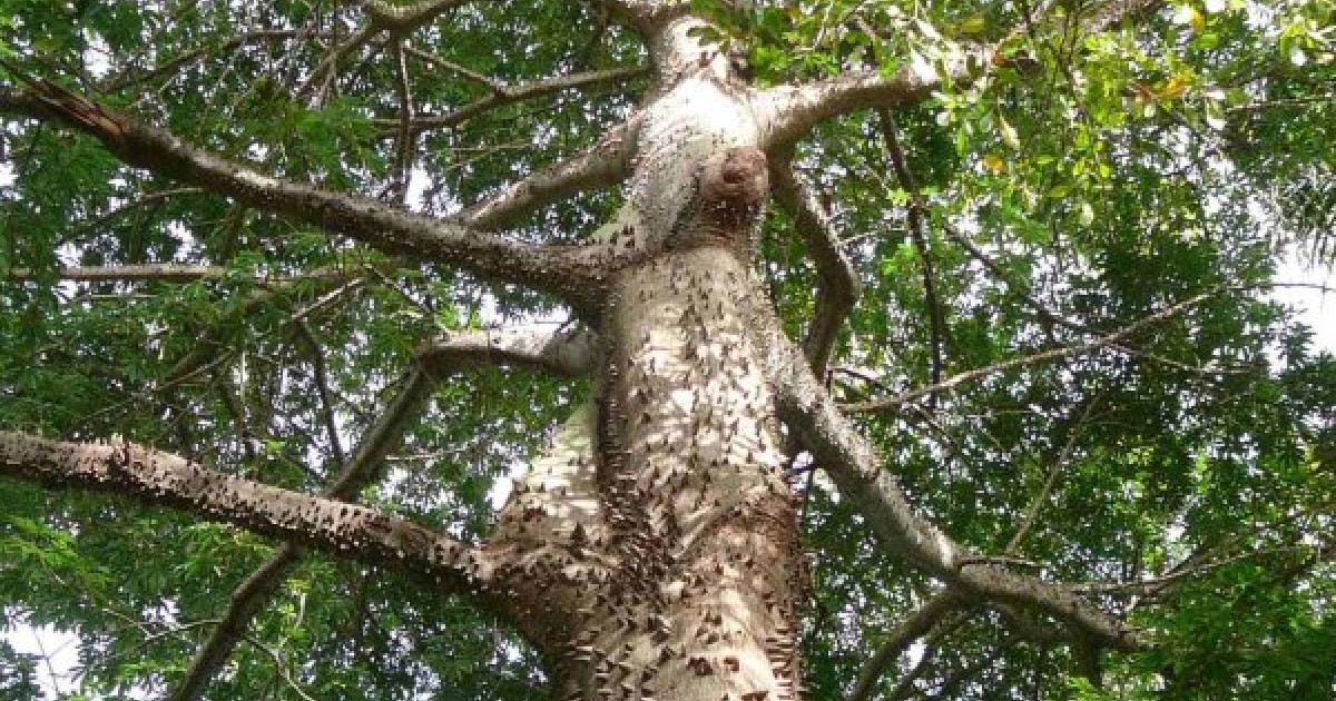 Buy Silk Cotton Tree Ceiba Pentandra Seeds Online Seeds Hobbyseeds Store