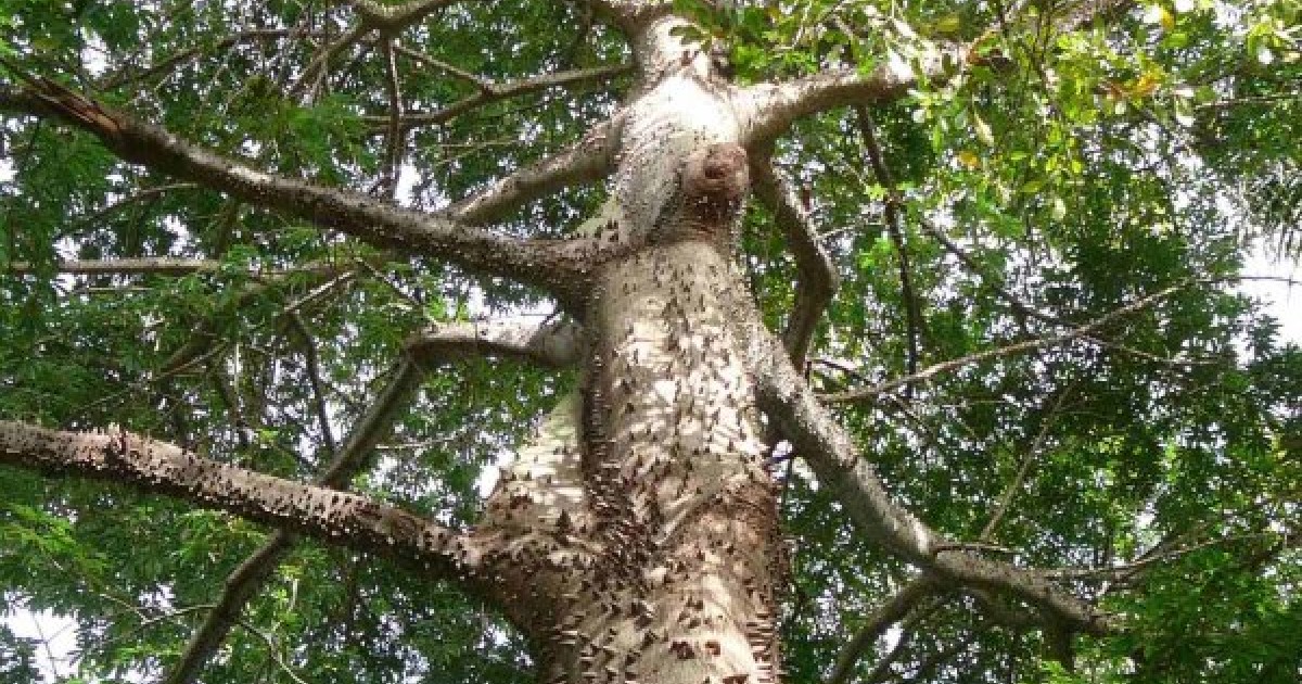 Buy Silk Cotton Tree Ceiba Pentandra Seeds Online Seeds Hobbyseeds Store Buy Silk Cotton Tree Ceiba Pentandra Seeds Online Seeds Hobbyseeds Store