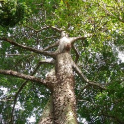 Silk Cotton Tree (Ceiba Pentandra) 20 seeds