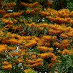 Silkoak Tree (Grevillea Robusta) 15 seeds