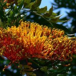 Silkoak Tree (Grevillea Robusta) 15 seeds