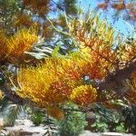 Silkoak Tree (Grevillea Robusta) 15 seeds