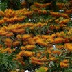 Silkoak Tree (Grevillea Robusta) 50 seeds