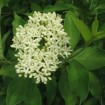 Silky Dogwood (Cornus Amomum) 15 seeds