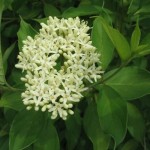 Silky Dogwood (Cornus Amomum) 30 seeds